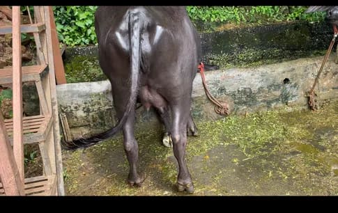 Murrah Buffalo in  HIMACHAL PRADESH
