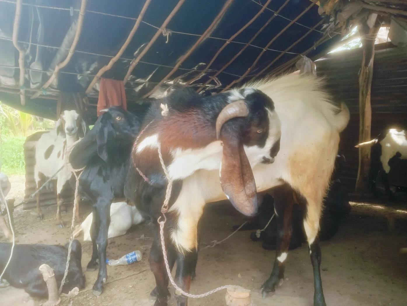 Beetal Goat in  MAHARASHTRA