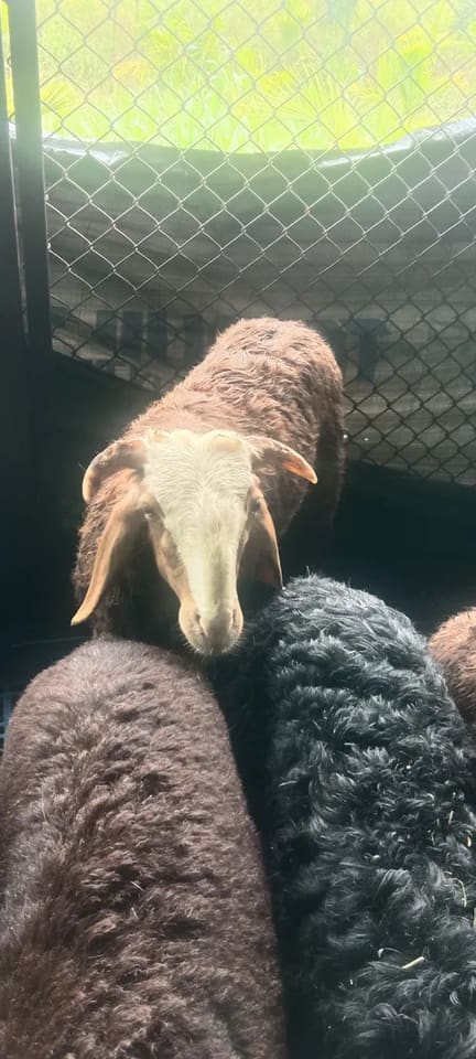 Coimbatore  Sheep in  KARNATAKA