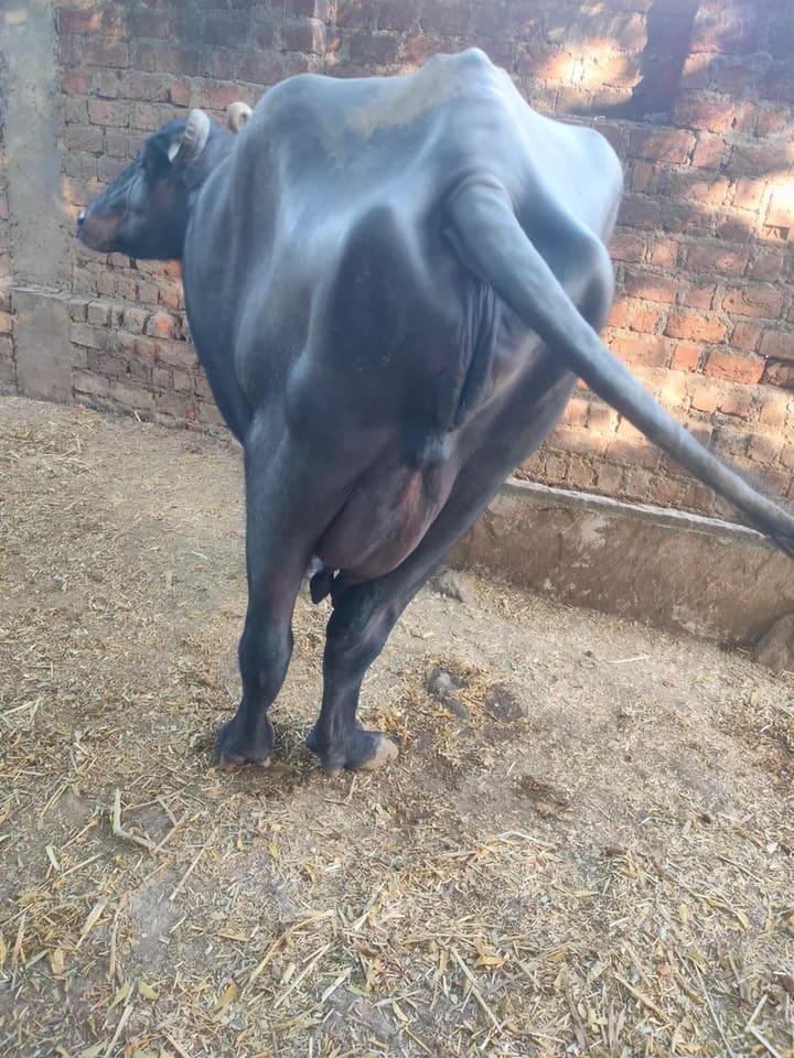 Murrah Buffalo in  MADHYA PRADESH