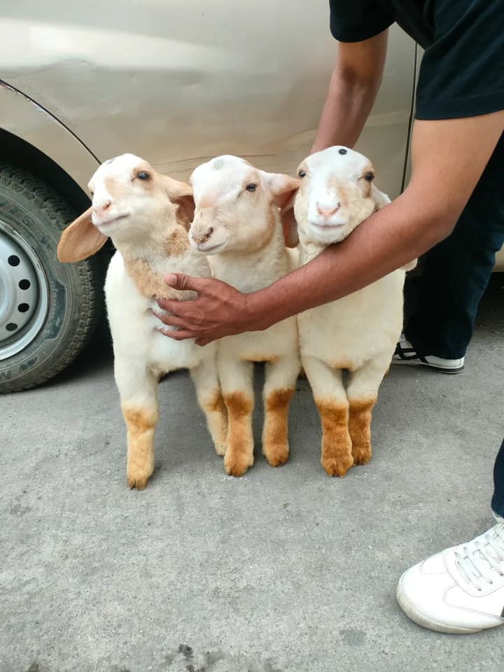 Bannur Sheep B0260 in  KARNATAKA