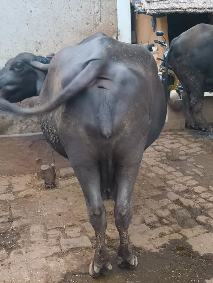Murrah Buffalo in  RAJASTHAN