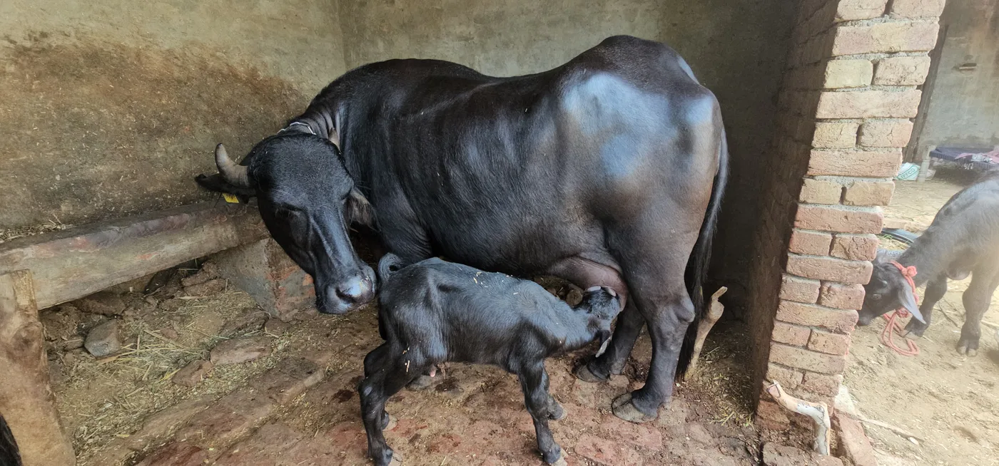 Jafarabadi Buffalo in  HARYANA