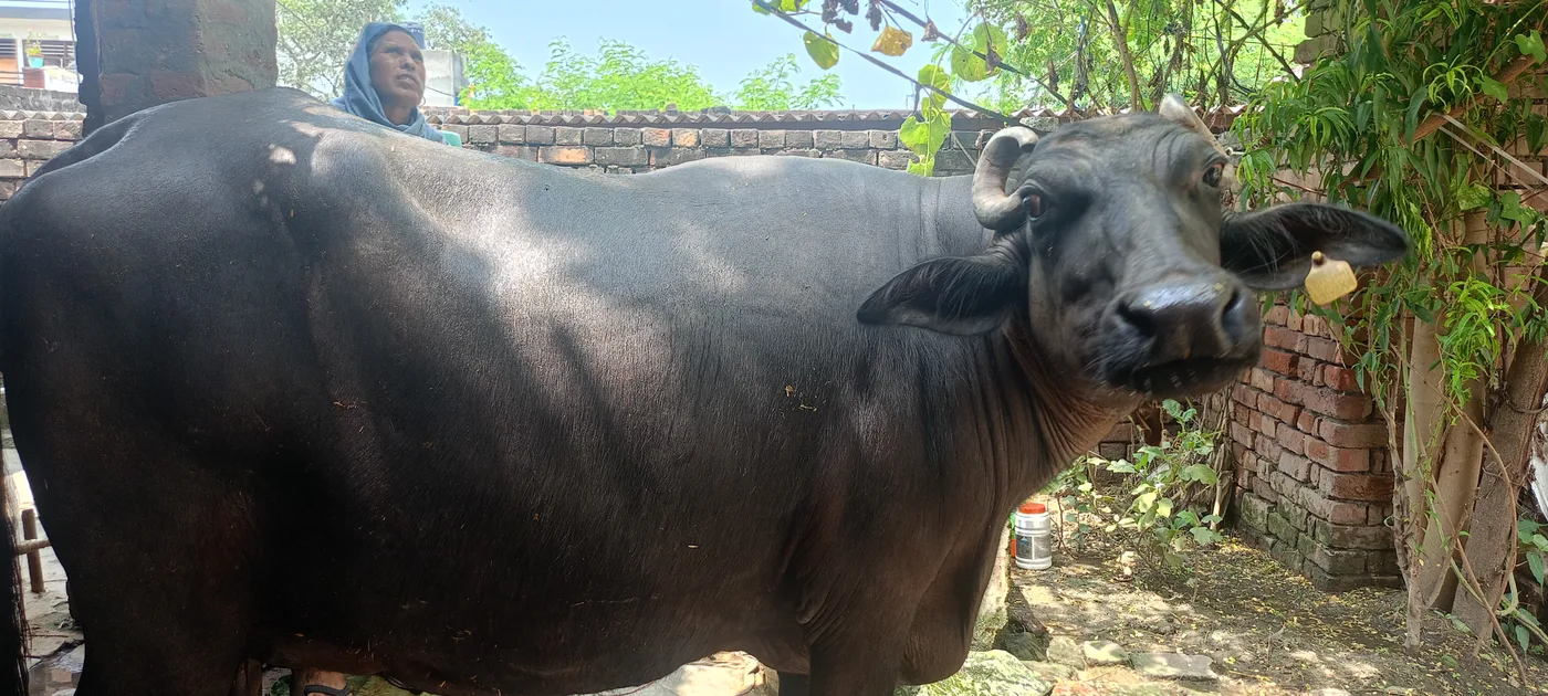 Murrah Buffalo in  HARYANA