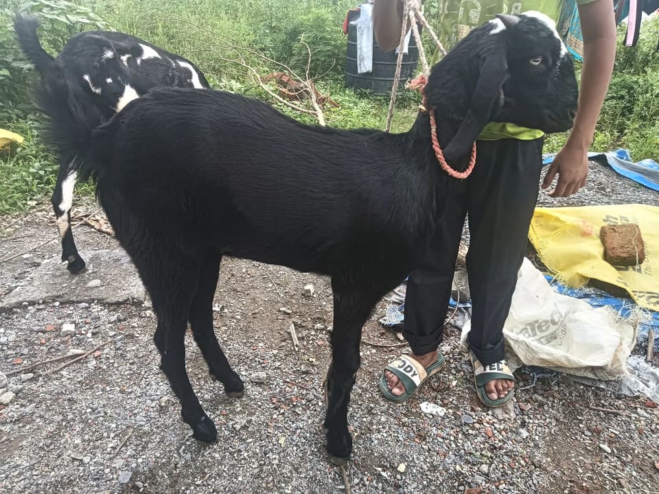 Beetal Goat B0492 in  UTTARAKHAND