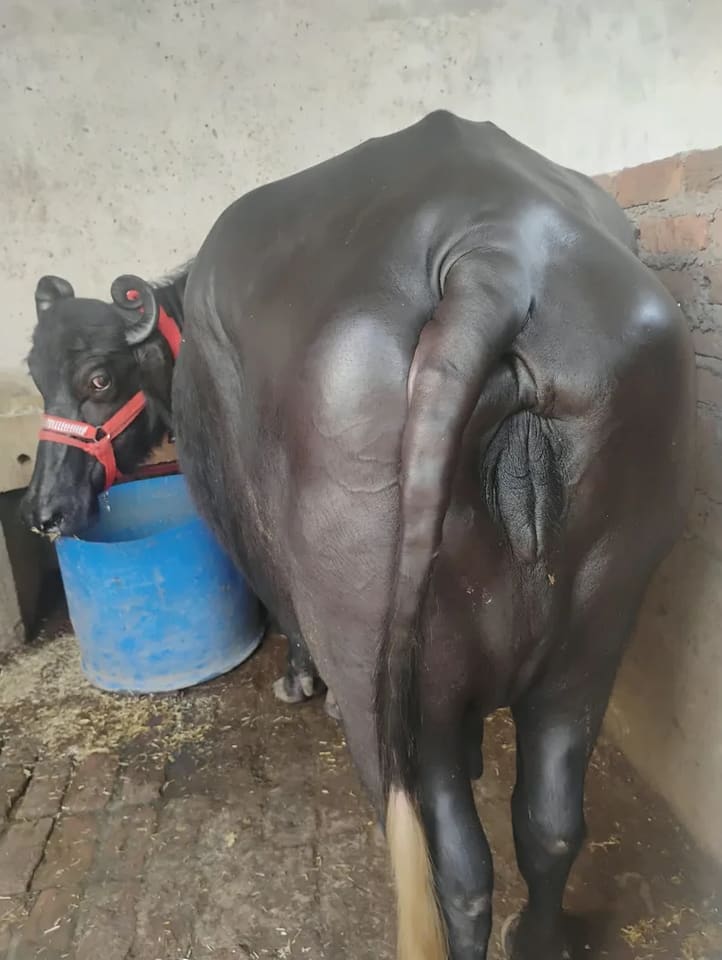 Murrah Buffalo in  UTTAR PRADESH