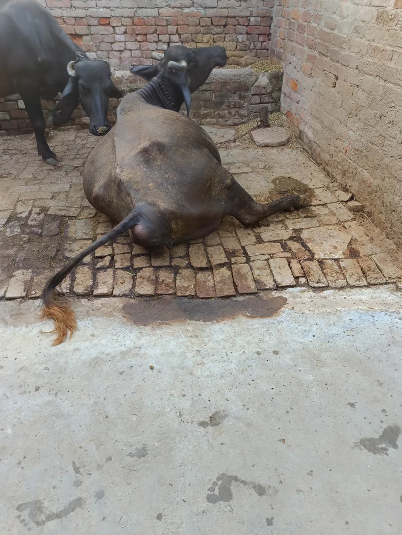 Jafarabadi Buffalo in UTTAR PRADESH