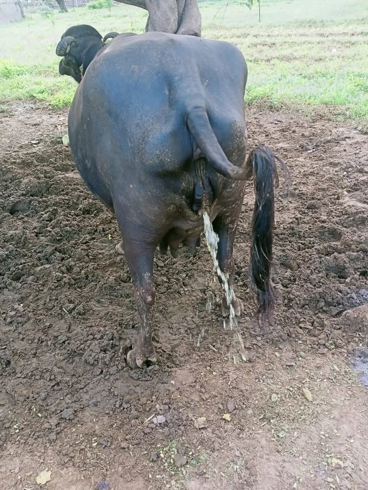 Murrah Buffalo in  RAJASTHAN