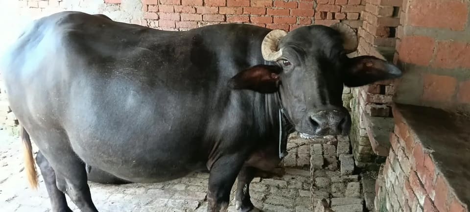 Murrah Buffalo M5023 in  UTTAR PRADESH