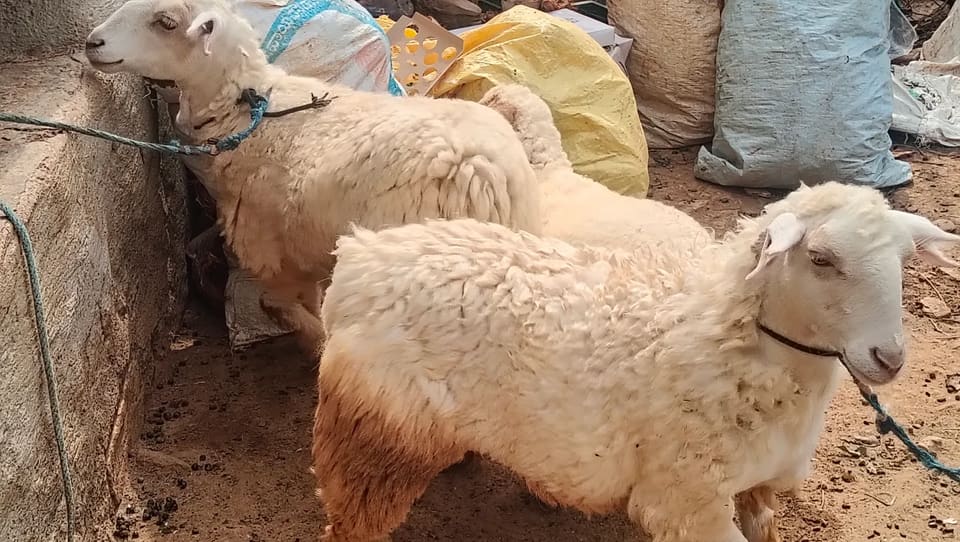 Bannur Sheep in  KARNATAKA