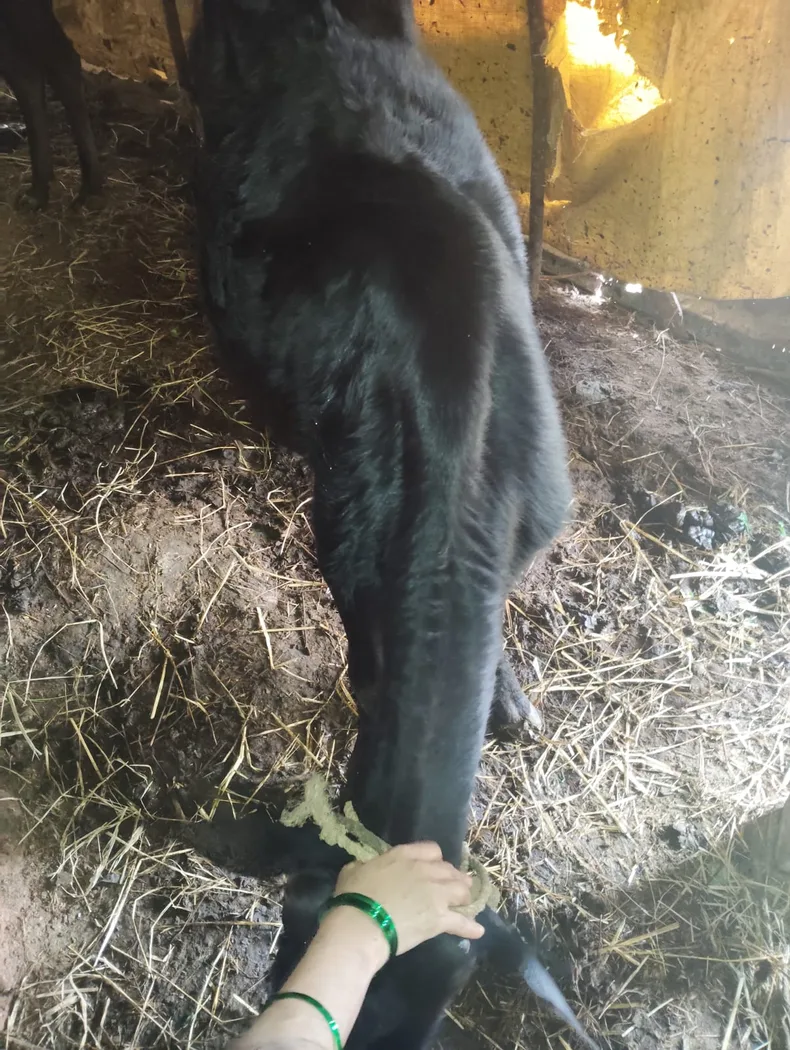 Desi Cow Cow O0577 in  KARNATAKA