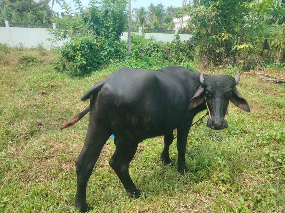 Murrah Buffalo in  KERALA