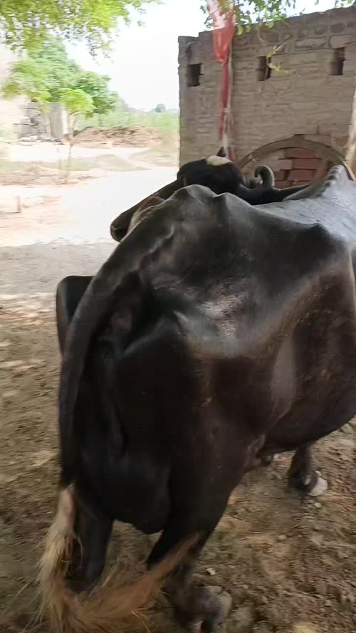 मुर्रा टाइप \ मुर्रा क्रॉस टाइप O0655 in  RAJASTHAN