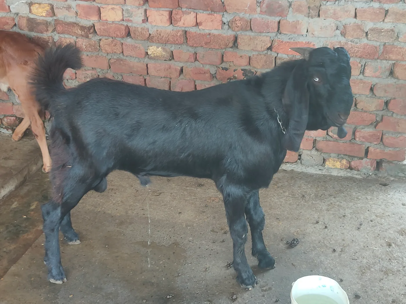 Beetal Goat B0489 in  PUNJAB