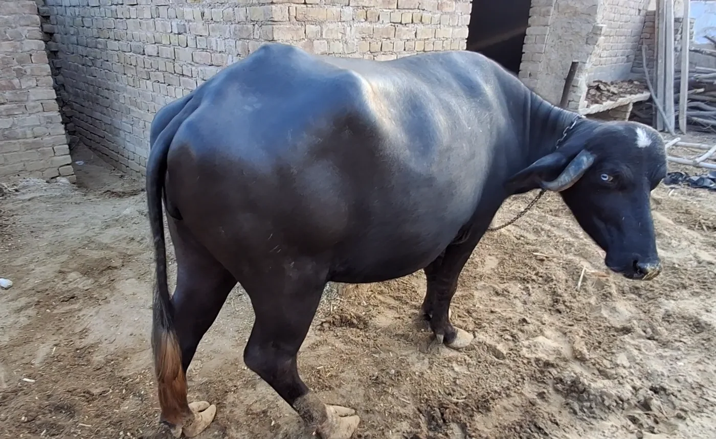 Nili Buffalo N0230 in  RAJASTHAN