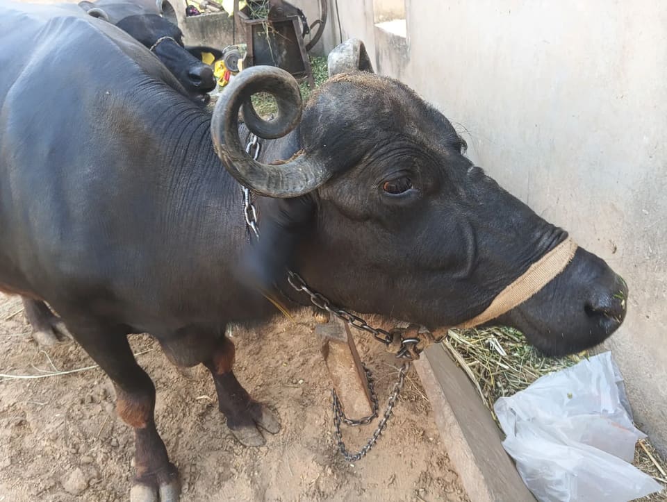 Jafarabadi Buffalo in  RAJASTHAN