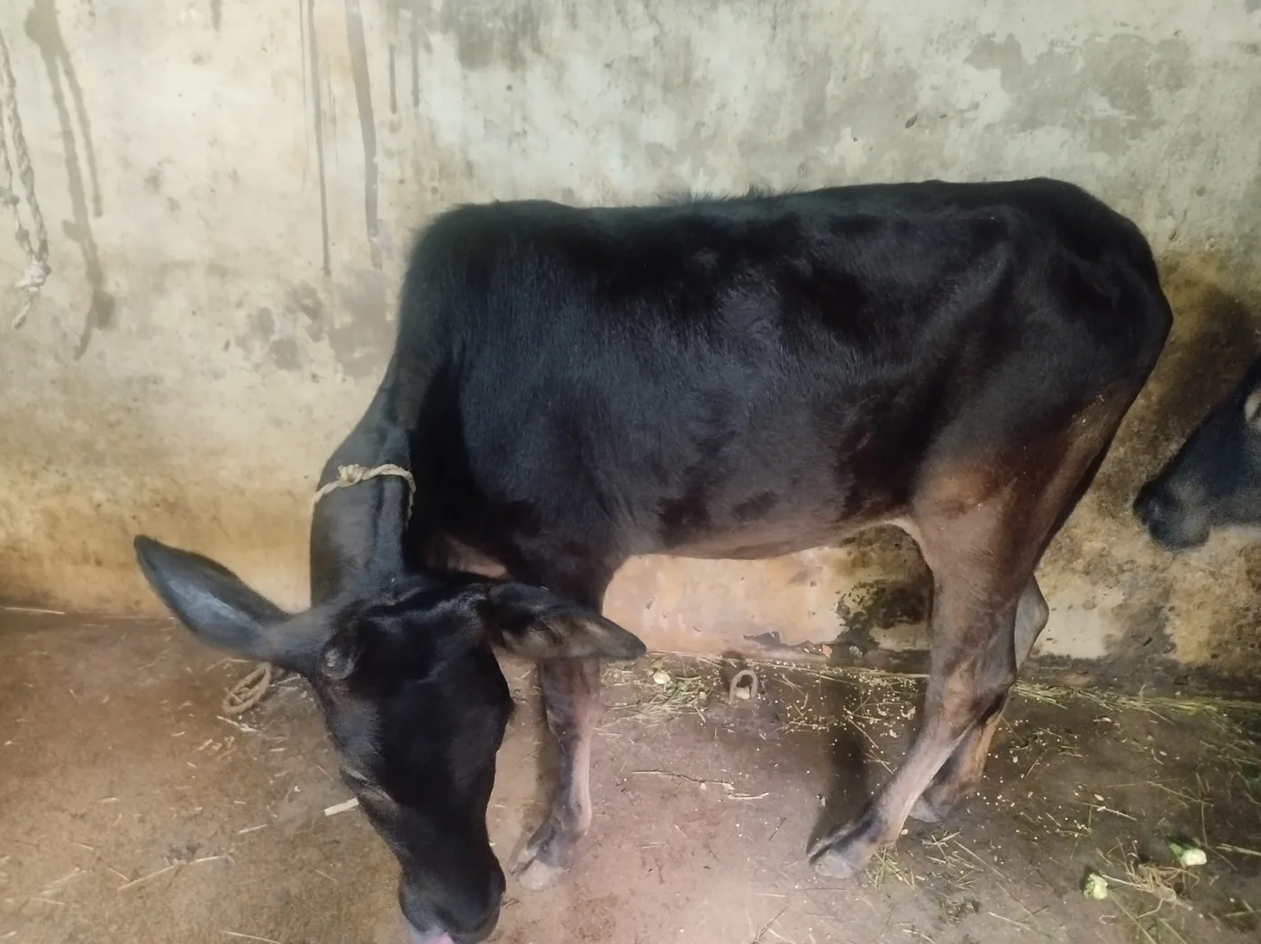 Indigenous Deshi Black (Local) heifer. Heifer Cow O0525 in  ODISHA