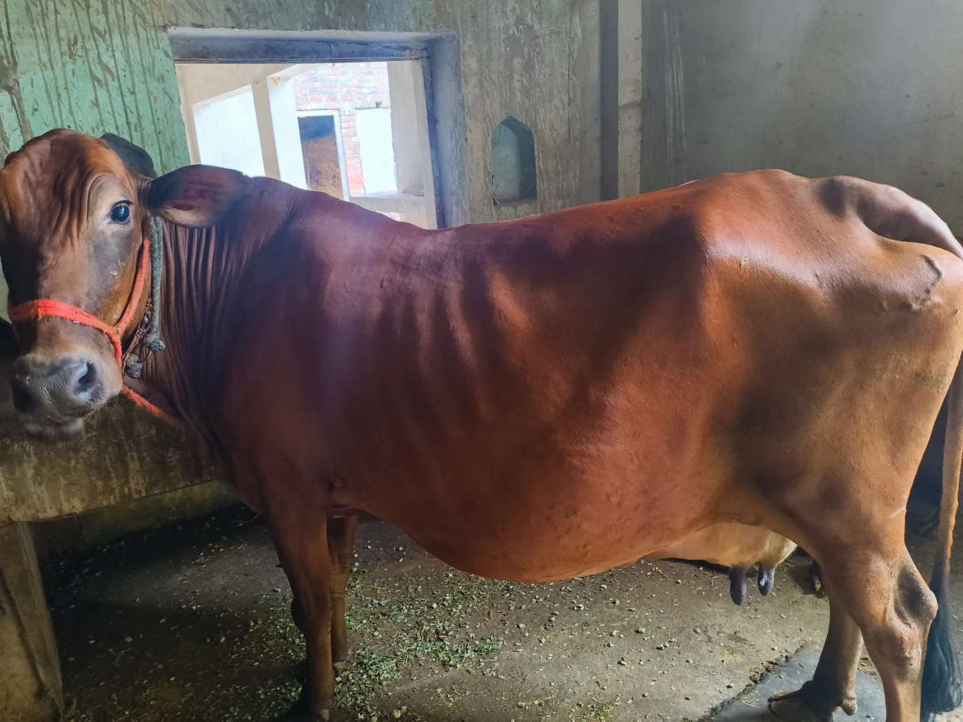 Sahiwal Cow S1925 in  UTTAR PRADESH