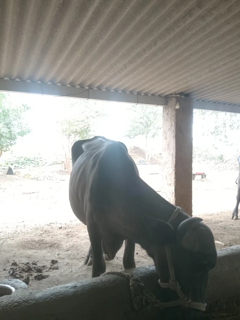 Others Buffalo in  GUJARAT