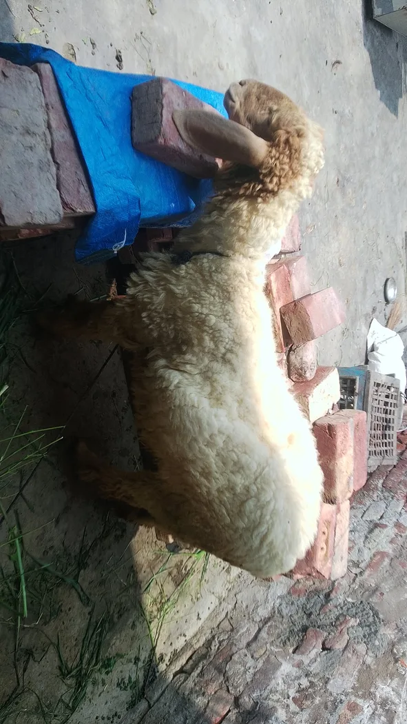 Avishaan Sheep in  PUNJAB