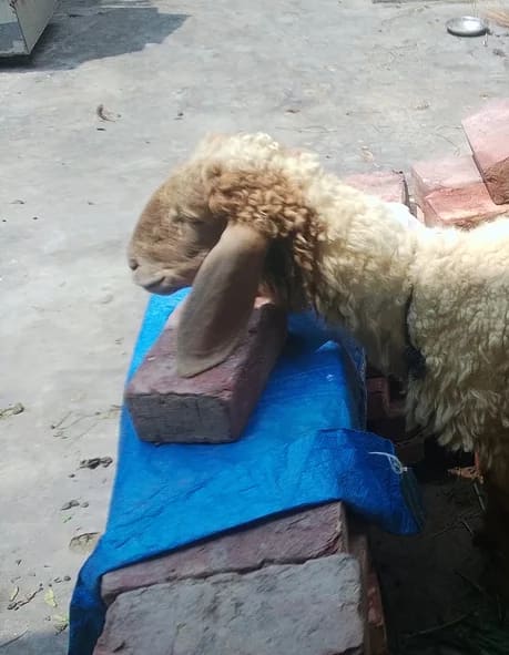 Avishaan Sheep A0006 in  PUNJAB