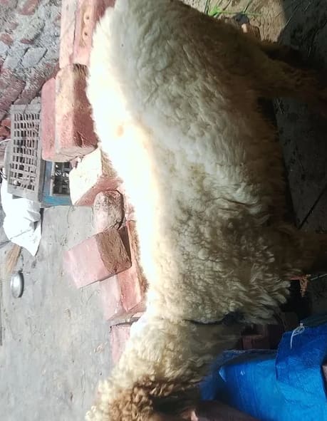 Avishaan Sheep in  PUNJAB