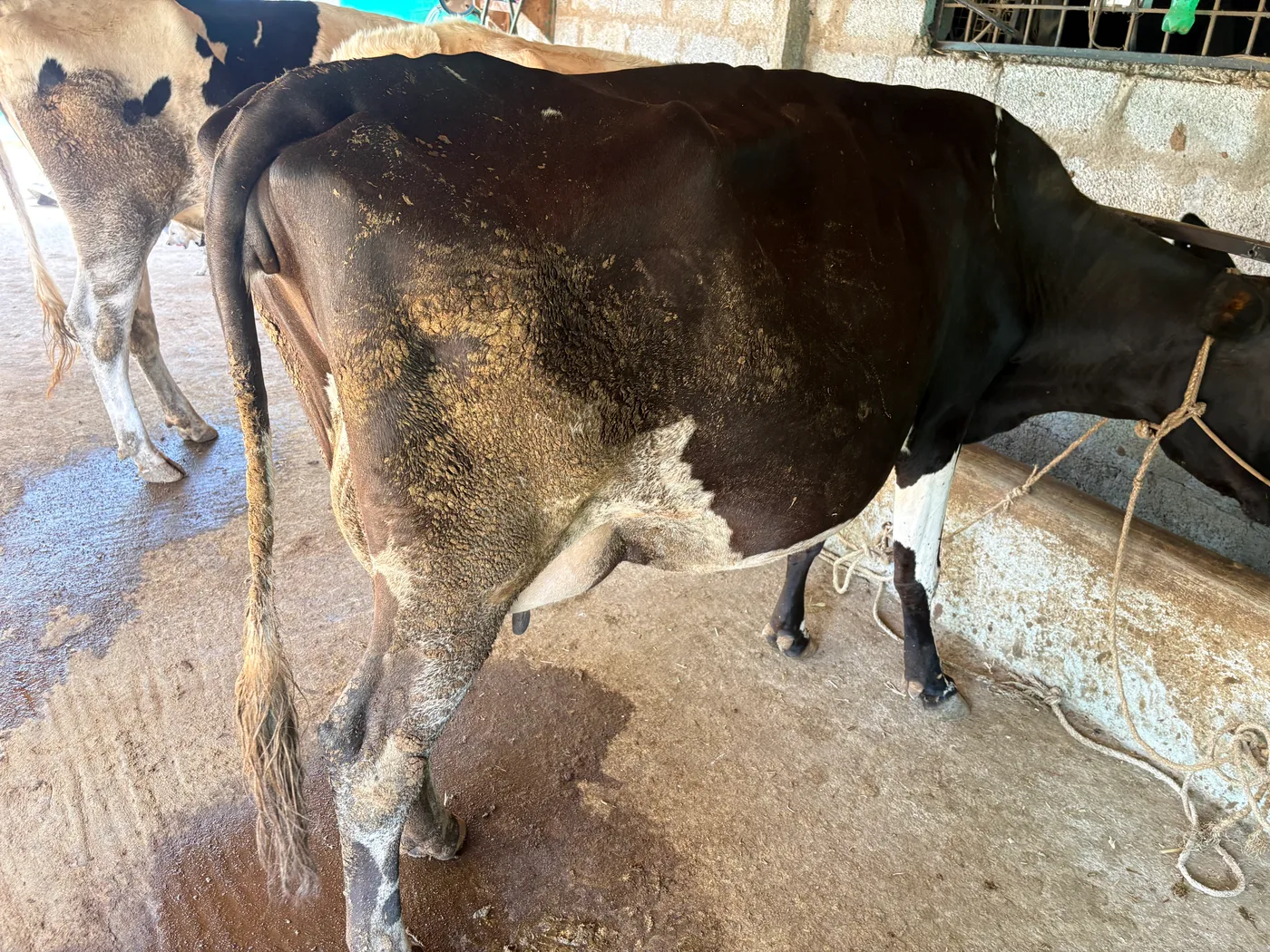 HF Cow in  KARNATAKA