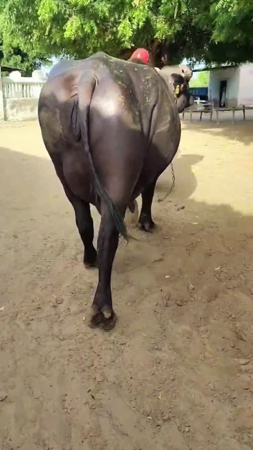 Banni  Buffalo B0558 in  GUJARAT