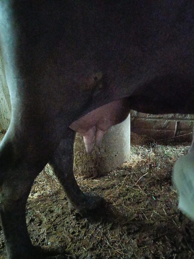 Banni  Buffalo in  MADHYA PRADESH