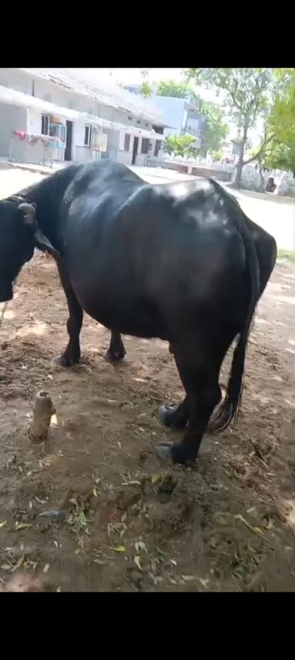 Murrah Buffalo in  RAJASTHAN