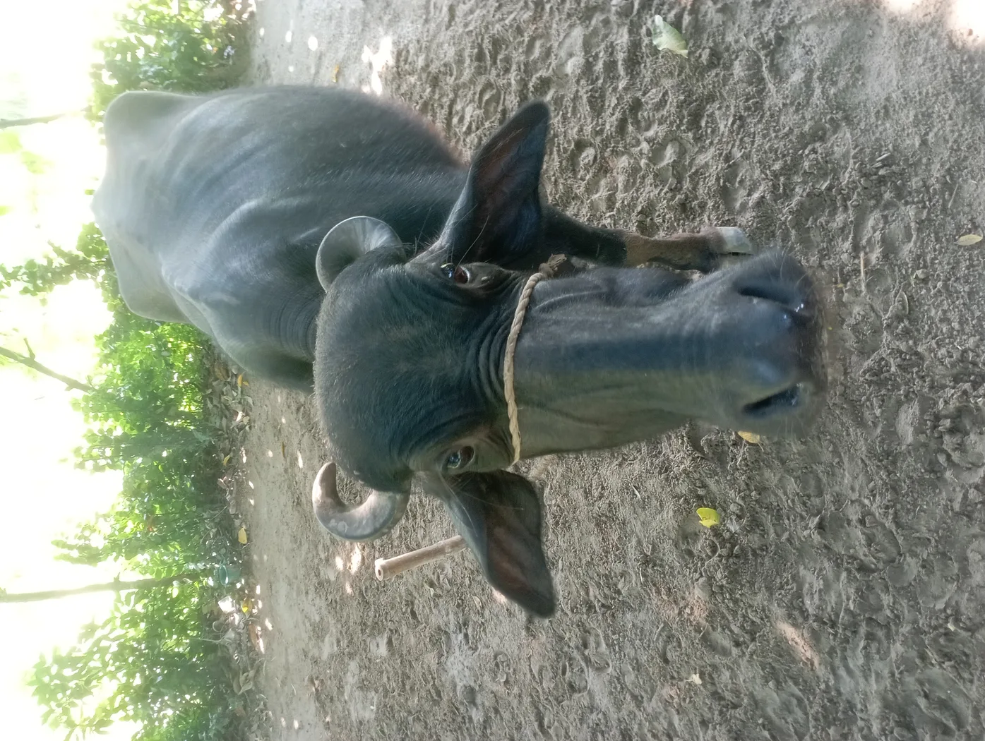 Others Buffalo in  UTTAR PRADESH