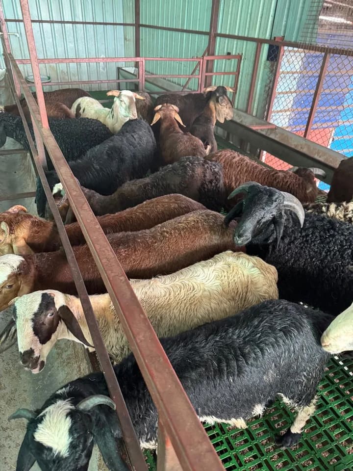 Sindhanoor Sheep in  ANDHRA PRADESH