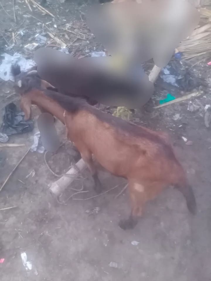 Beetal Goat B0517 in  BIHAR