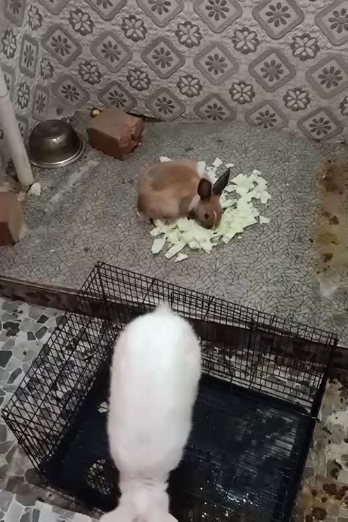Kashmiri Rabbit O0887 in  JAMMU AND KASHMIR