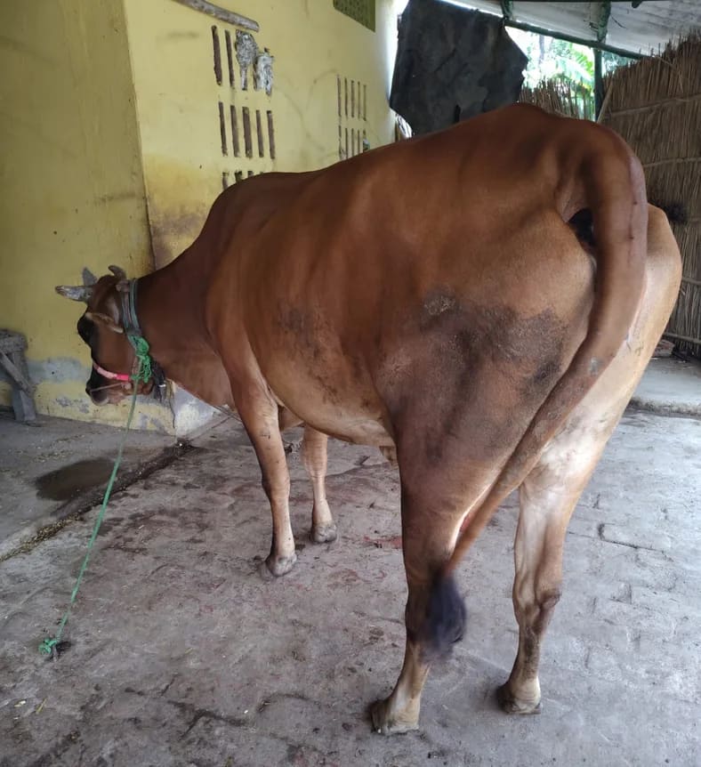 Sahiwal Cow in BIHAR
