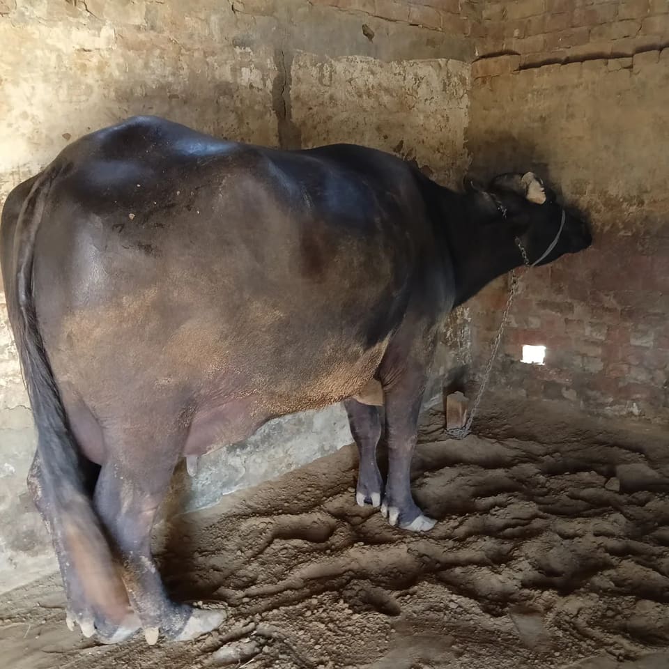 Murrah Buffalo in  RAJASTHAN