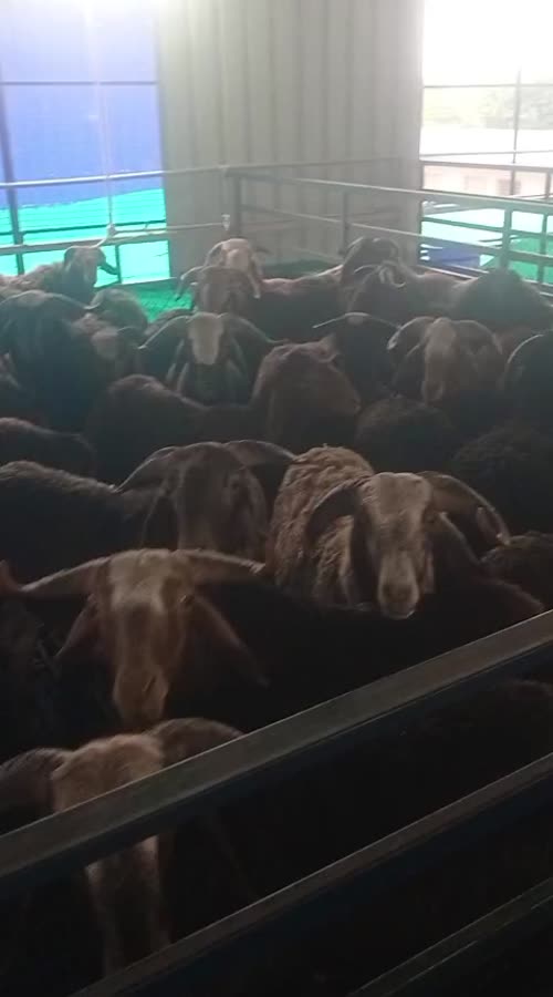 Sindhanoor Sheep S0225 in  ANDHRA PRADESH