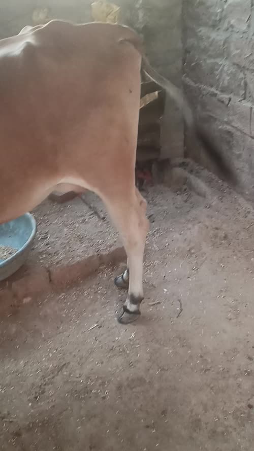 Sahiwal Cow S1933 in  RAJASTHAN