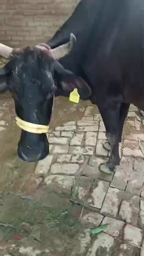 Jersey Cow J1606 in  UTTAR PRADESH