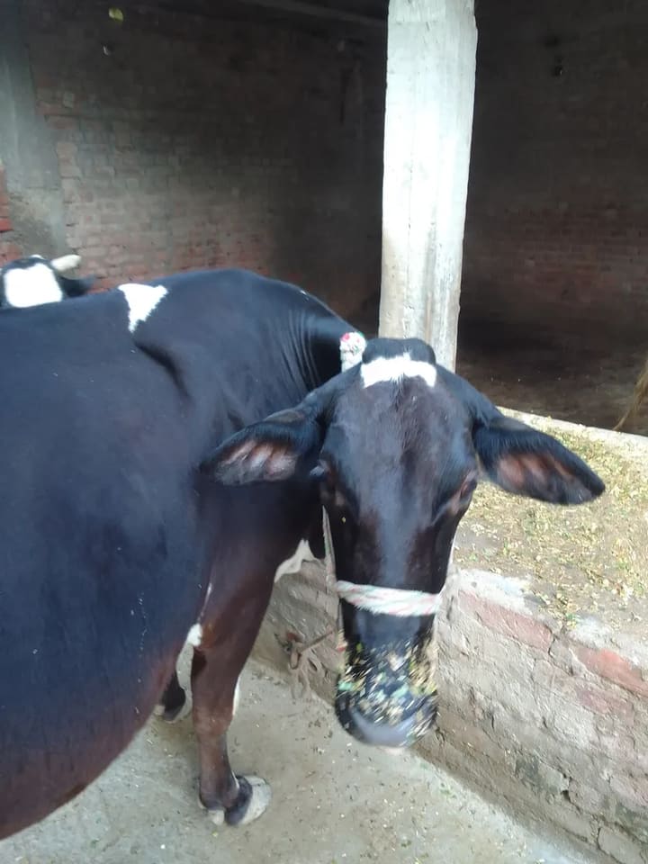 Jersey Cow in  UTTAR PRADESH