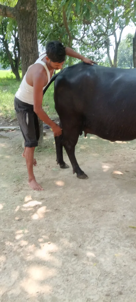 Murrah Buffalo in  UTTAR PRADESH