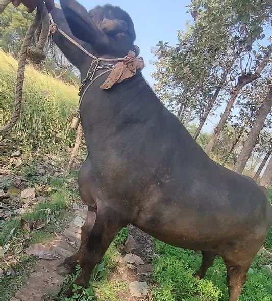 Others Others in  MADHYA PRADESH