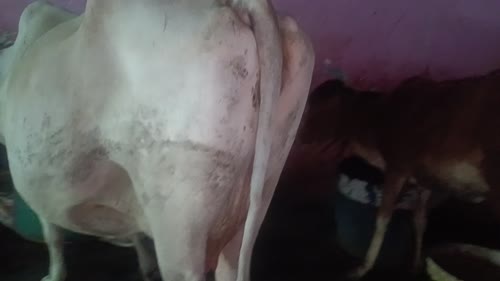 Hariyana Cow H0303 in  UTTAR PRADESH