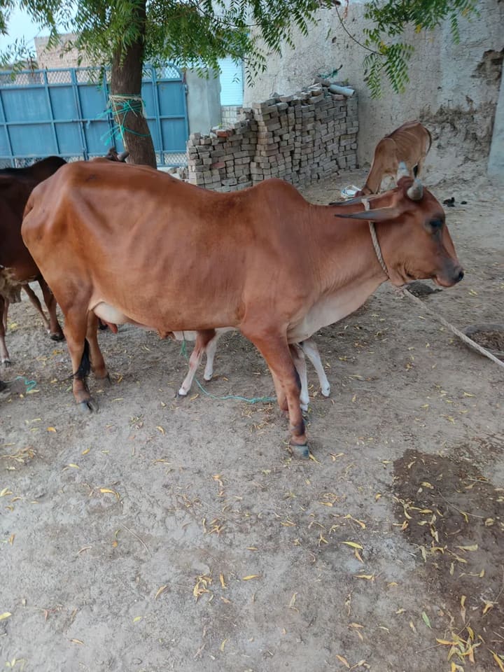 Rathi Cow in  RAJASTHAN