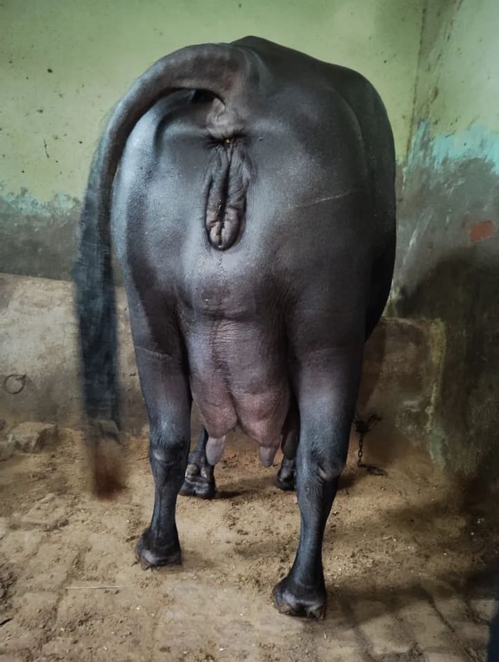 Murrah Buffalo in  HARYANA