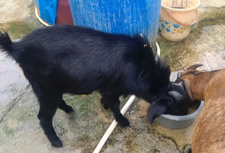 Black Bengal Goat in  JHARKHAND