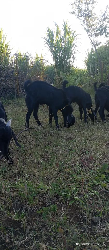 Beetal Goat in  MAHARASHTRA