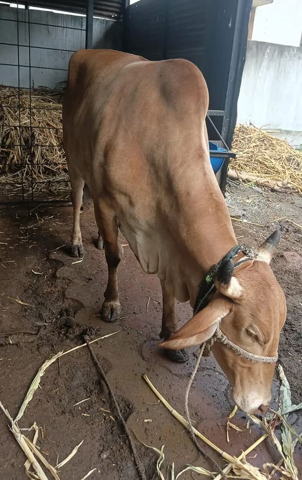 Others Cow in  MAHARASHTRA