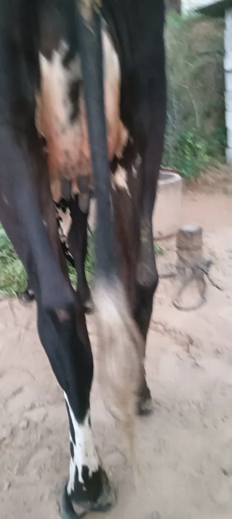 HF Cow in  RAJASTHAN