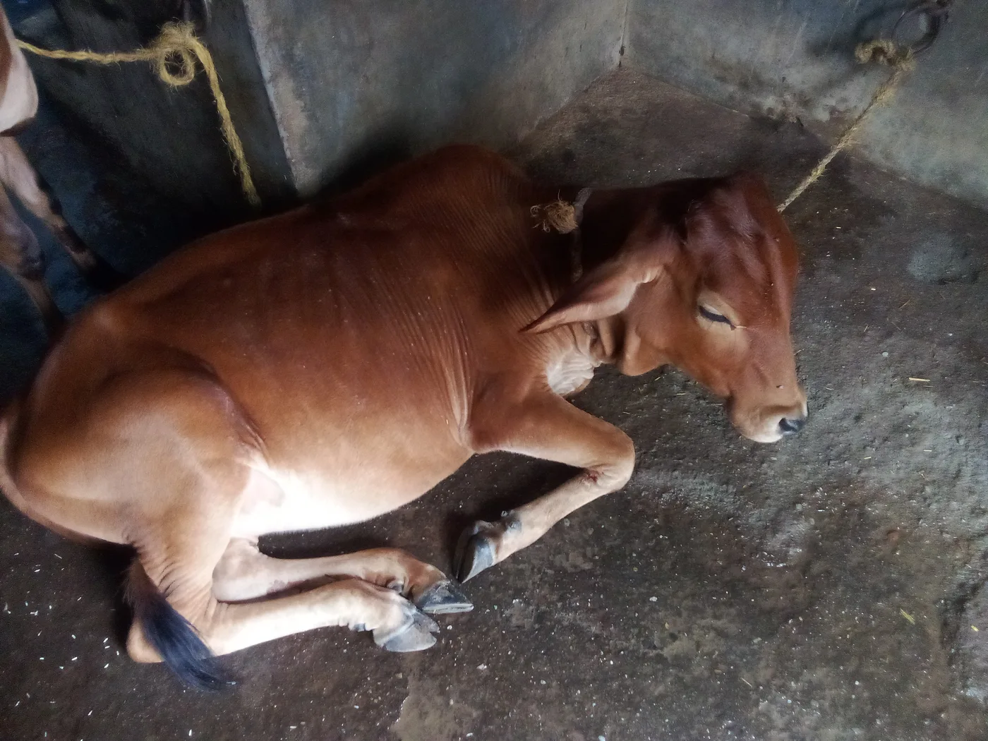 Cow ki 3 bachiya Heifer Cow O0452 in  UTTAR PRADESH